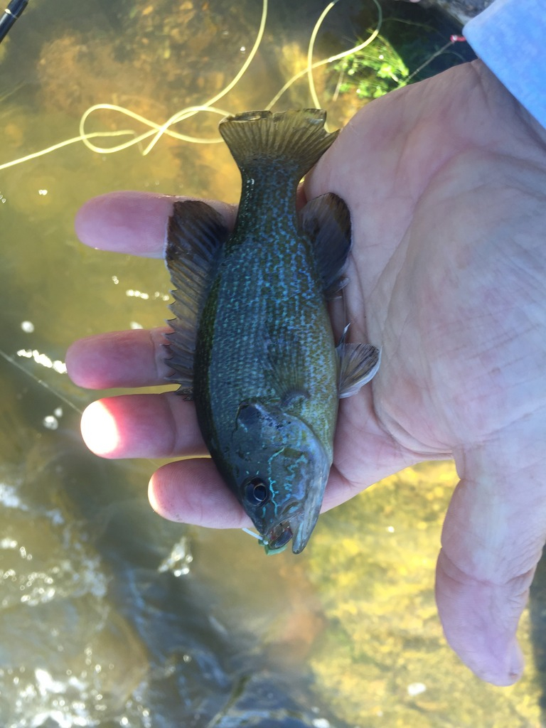 Ultralight Fly Fishing • Sulphur Creek, Lampasas Tx.